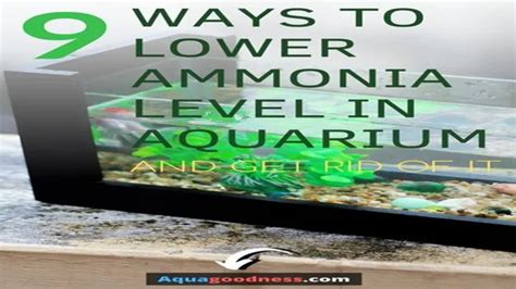 how to lower ammonia in saltwater